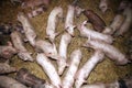 Photo of little newborn piglets from above Royalty Free Stock Photo