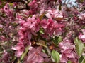 Little Pink Flowers in April in Spring Royalty Free Stock Photo