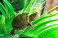 Photo, Little Red-Eared Turtle sitting on a leaf of algae Royalty Free Stock Photo