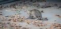 photo of little tabby kitten playing and jumping in autumn Royalty Free Stock Photo