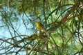 Little yellow bird sitting on the tree Royalty Free Stock Photo