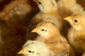 Photo of a little yellow kid chick Royalty Free Stock Photo