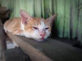 Photo of a local Timorese cat resting on a pile of boards next to my house