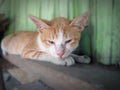 Photo of a local Timorese cat resting on a pile of boards next to my house