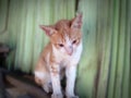 Photo of a local Timorese cat resting on a pile of boards next to my house