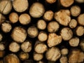 Photo of logs of fire wood Royalty Free Stock Photo