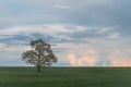 Photo of a lone oak tree in a field