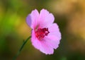 Photo lone pink flower
