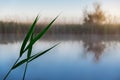 Photo of a lone reed`s leaves in front of plain lake in the dawn rays of the sun Royalty Free Stock Photo