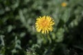 Photo of a lonely and listless chamomile yellow Royalty Free Stock Photo