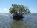 A photo of a lonely mangrove