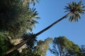 Unusually tall palm tree. Growing in the park