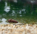 Pine cone in water
