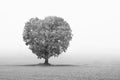 Photo of lonely tree in shape of heart Royalty Free Stock Photo