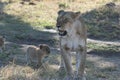 Lioness and her CubPanthera LeoSimba in Swahili Language.