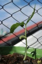 Photo of long bean plant nursery. Its latin name is Vigna unguiculata ssp. sesquipedalis.