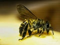 photo of a losr honey wasp that accidentally landed in front of me Royalty Free Stock Photo