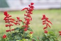 Salvia coccinea