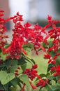 Salvia coccinea