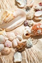 Photo of lots of seashells lying underwater