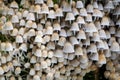 Photo of lots of small mushrooms - Coprinellus disseminatus