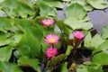 Image of a beautiful pink lotus flower in the water.