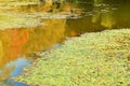 lotus leaves in pond in autumn