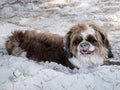 Photo of Lovely Dog on the Beach Royalty Free Stock Photo