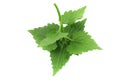 Photo of the lower side of the sheet deaf nettle