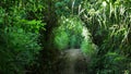 Photo of lush walkways