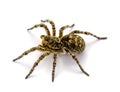 Photo of Lycosa singoriensis, black hair tarantula isolated on white background Royalty Free Stock Photo