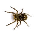 Photo of Lycosa singoriensis, black hair tarantula isolated on white background Royalty Free Stock Photo