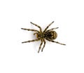 Photo of Lycosa singoriensis, black hair tarantula isolated on white background Royalty Free Stock Photo