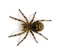 Photo of Lycosa singoriensis, black hair tarantula isolated on white background Royalty Free Stock Photo