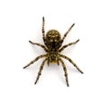 Photo of Lycosa singoriensis, black hair tarantula isolated on white background Royalty Free Stock Photo