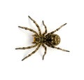 Photo of Lycosa singoriensis, black hair tarantula isolated on white background Royalty Free Stock Photo