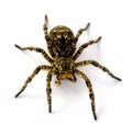 Photo of Lycosa singoriensis, black hair tarantula isolated on white background Royalty Free Stock Photo