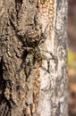 Photo of Lycosa singoriensis, black hair tarantula on the tree stump