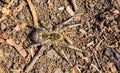 Photo of Lycosa singoriensis, black hair tarantula on the tree stump