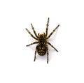 Photo of Lycosa singoriensis, black hair tarantula isolated on white background Royalty Free Stock Photo
