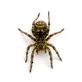 Lycosa singoriensis, black hair tarantula isolated on white background