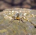 Photo of Lycosa singoriensis, black hair tarantula on the tree stump