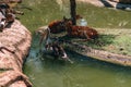 Photo of lying deers near the canal water in zoo safari Royalty Free Stock Photo