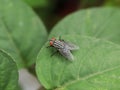 flying insect winged insect animal with blur background effect