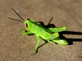 grasshopper animal insect pest predator plant leaf