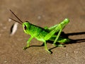 grasshopper animal insect pest predator plant leaf