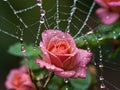 Macro photo of rose drops on a spider\'s web.