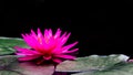 Photo macro shot on bee swarming on lotus flower , Beautiful purple lotus flower with green leaf in pond