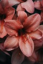 a photo macro shots of several pink lilies in the rain Royalty Free Stock Photo