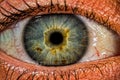 Macrophotography of eye - Beautiful greenish eye closeup